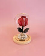 Peonia Encantada