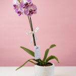 Orquídea con maceta