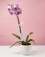 Orquídea con maceta