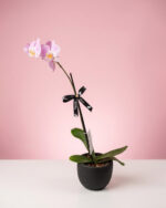 Orquídea con maceta - Imagen 2
